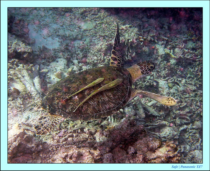 2011 - 08 - Borneo - Mataking 68